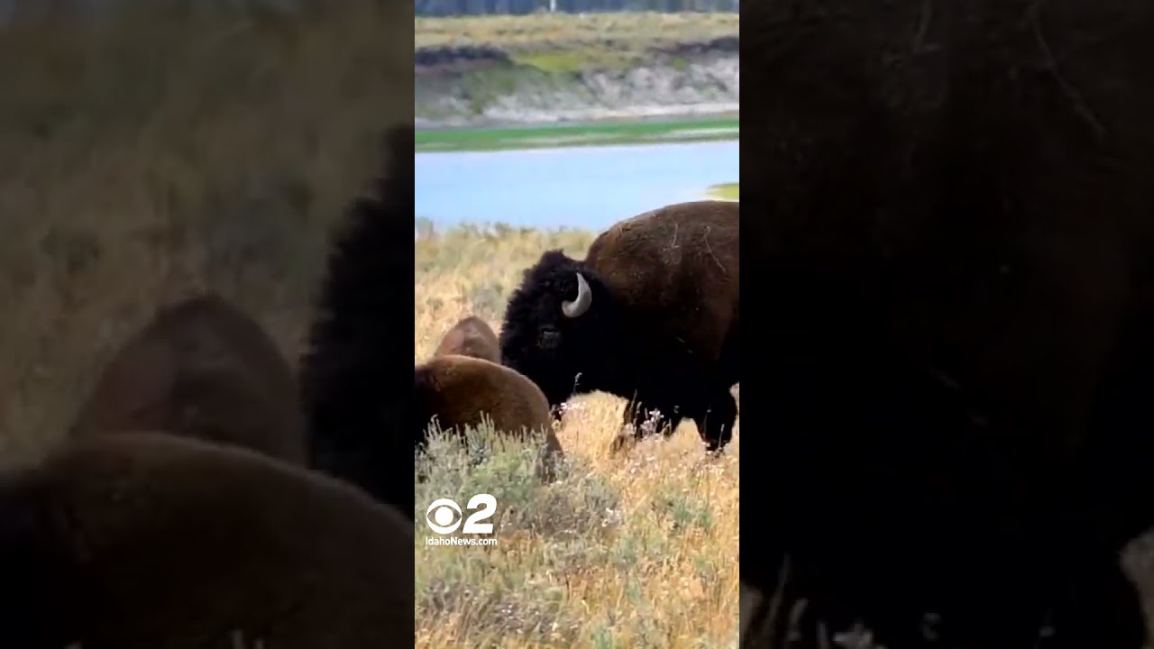 Tourist Kicks Bison At Yellowstone National Park Back