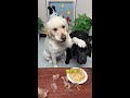 All brothers, why treat them differently? #DoggyBrokeMe #DogGotSmart