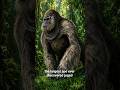 Bigger than a gorilla? 🦍 #prehistoricanimals #lostworldcreatures #extinctanimals #facts #mammals