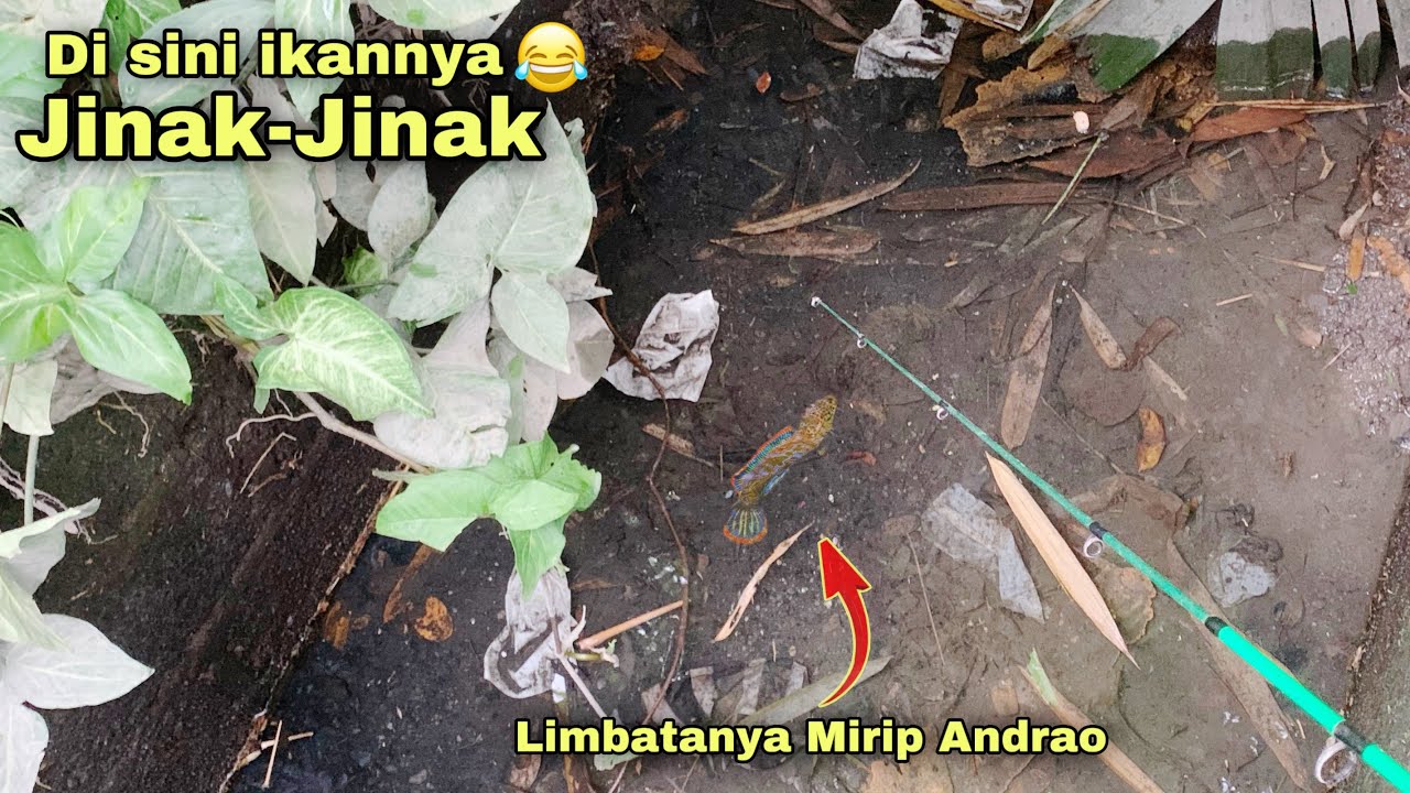 Katanya disini langka, ternyata masih banyak sekali channa Limbatanya !!! Blitar-Jatim.