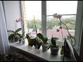 Мои орхидеи в августе 2019 Часть 1
