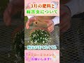 3月の肥料と病害虫 by 園芸チャンネル 853 #園芸 #ガーデニング #初心者