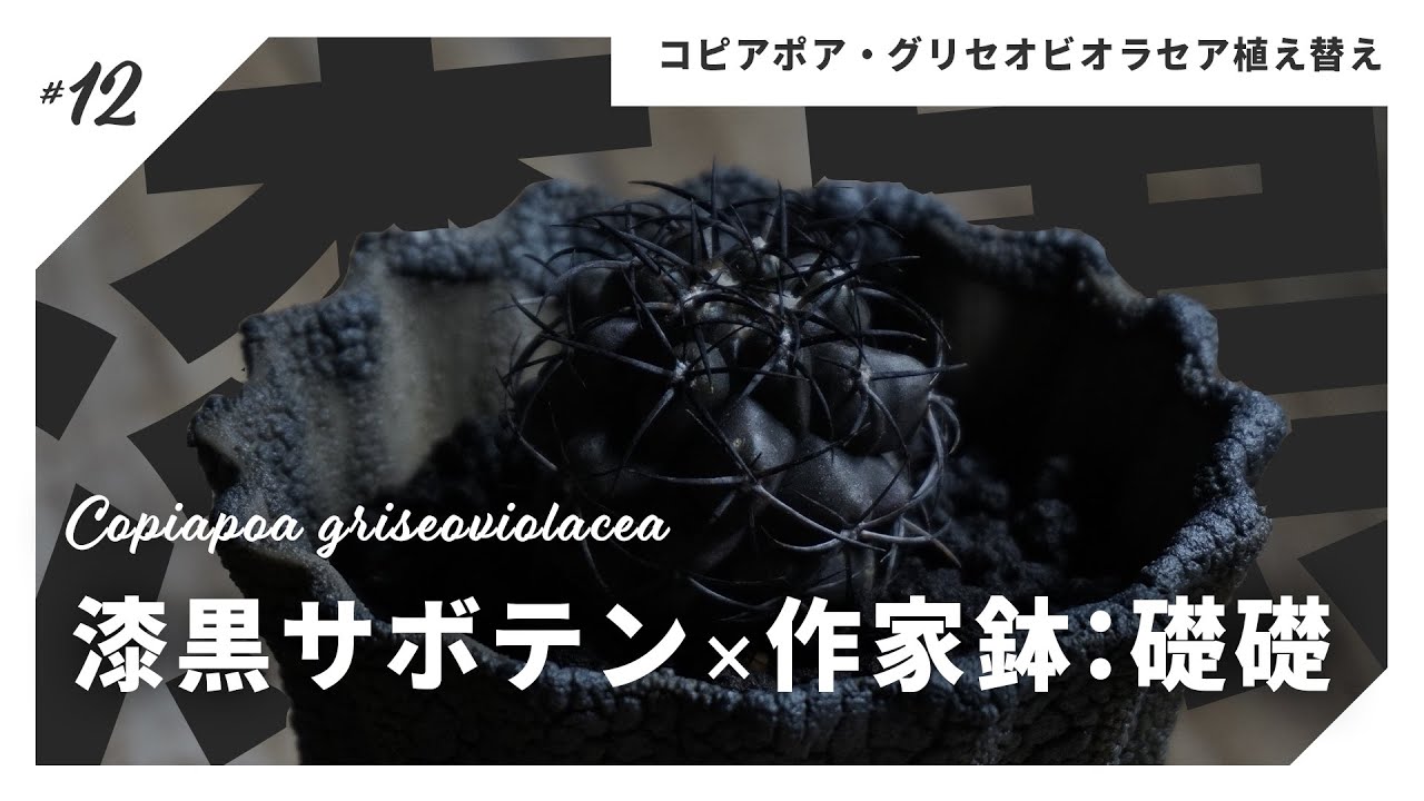 多肉植物】BBで購入したコピアポア・グリセオビオラセアを植え