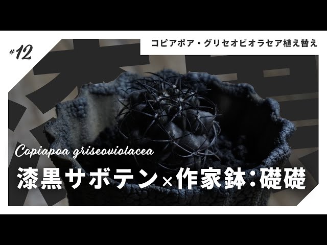 46 サボテン グリセオビオラセア現地球カキコ育成 実生自根発根済 漆黒の 46 サボテン グリセオビオラセア現地球カキコ育成 実生自根発根