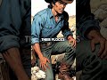 US Military Killed 6000 Sheep With Nerve Gas &amp; Tried To Cover It Up