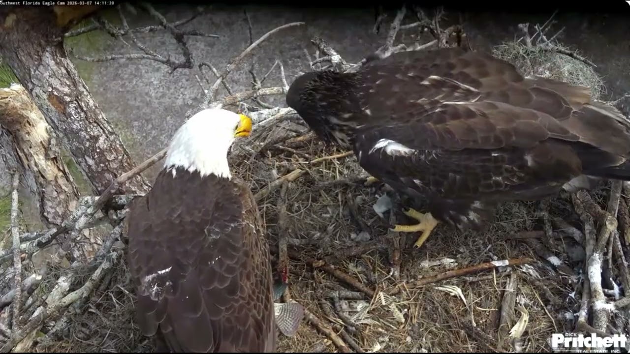 SWFL. M15 brings the second whole fish, feeds his 