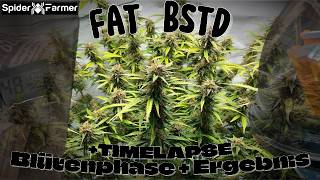 Fat Bstd Seed To Heavst 109 Days Timelase Topping, Lollipopping And More. Spider Farmer