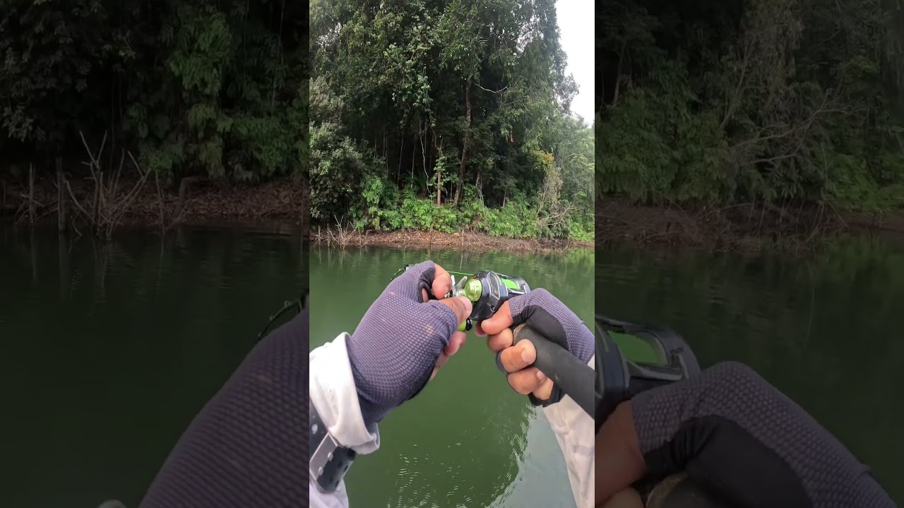 toman top water #fishing #fishinglife #fish #toman #angler #sneakhead