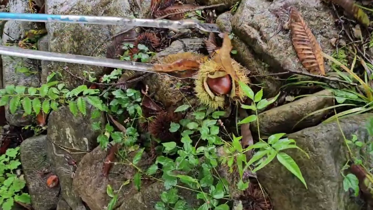 비오는 날 밤 줍기