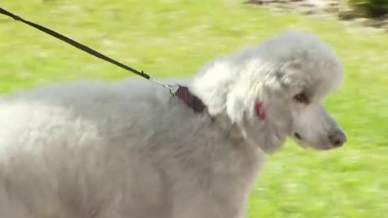Dog alerts family of house fire through Ring camera - YouTube