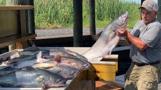Huge Catfish On Jug Lines {Catch Clean Cook} Part 1 The Catching
