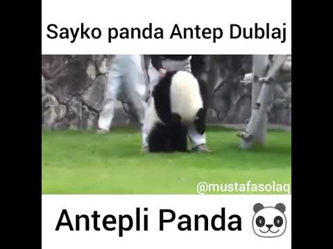 Antep duplaj sayko panda