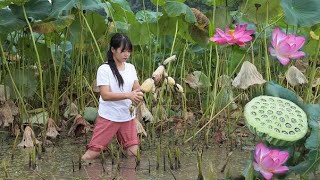 Sports Performance Lotus Root Powder The Nutritious Summer Delicacy | Life and Living