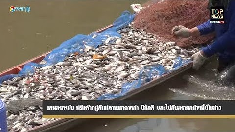 เกษตรกร ยัน ปรับตัวอยู่กับปลาหมอคางดำ มีข้อดี และไม่อันตรายอย่างที่เป็นข่าว