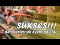 Berpenghasilan Ratusan Juta jadi Peternakan Ayam Petelur, kisah sukses Manik Utama Farm!