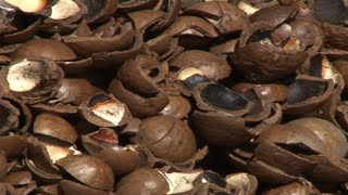 How to make Briquettes in Kenya (Macadamia)