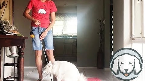 American Eskimo Learns How To Down