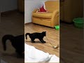 #youtube #funny #lifeisbutadream #prankvideo #pets #funnyprank #animals
