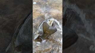 #fyp #shorts #fishing #wisconsin #smallies #bassfishing #bass #river #spring #spawn