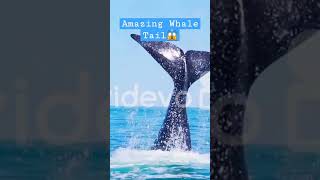 Whale Tail