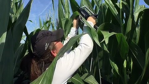 EcoSpec: Linking Hyperspectral Remote Sensing and Plant Activity