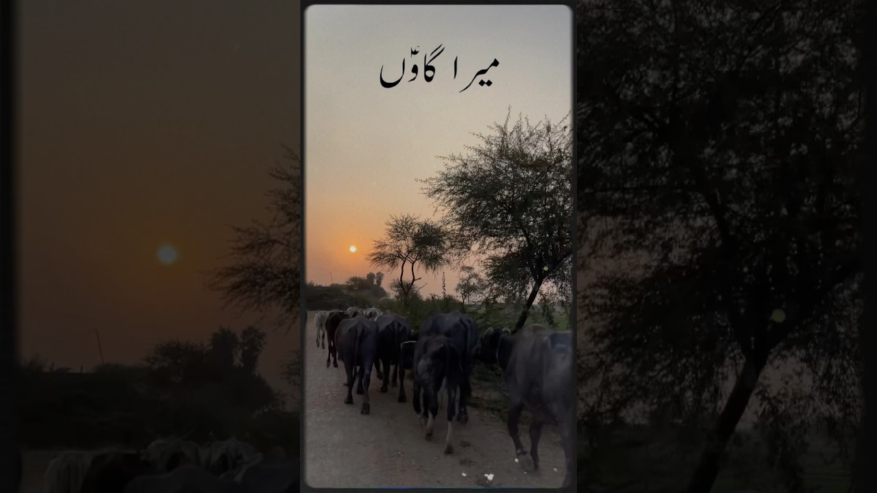 Sindhi Village Life 🌾 Sunset & Desi Vibes | VisualsByNasrullah 