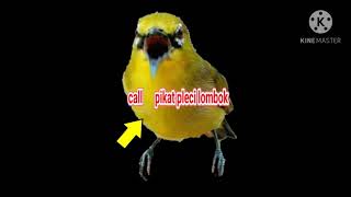 call pikat pleci lombok