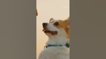 How to Help Your Reactive Dog (and Stop the Barking)