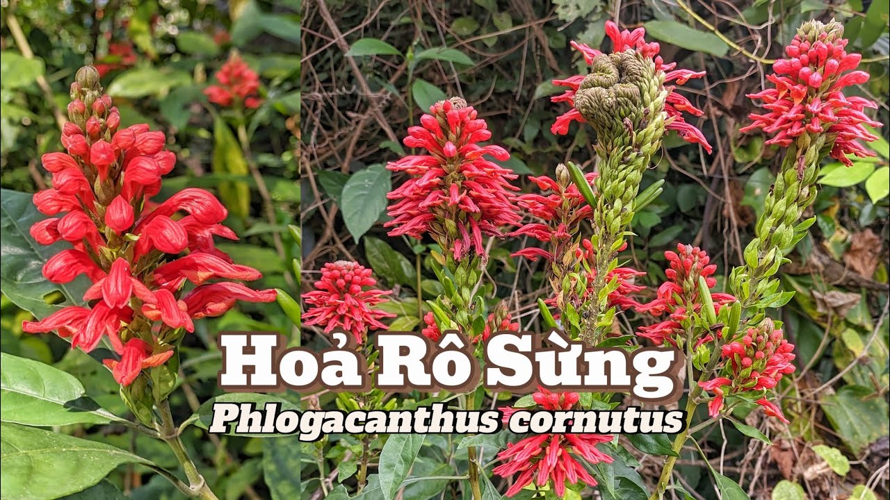 Hoả Rô Sừng (Phlogacanthus cornutus): Ngọn lửa nhỏ núi Dinh