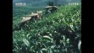 暮らしに役立つ熱帯植物
