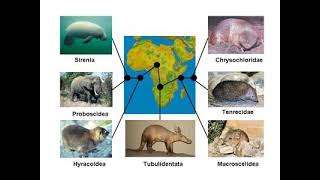 Evolution of Afrotheria