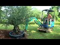 planter un olivier