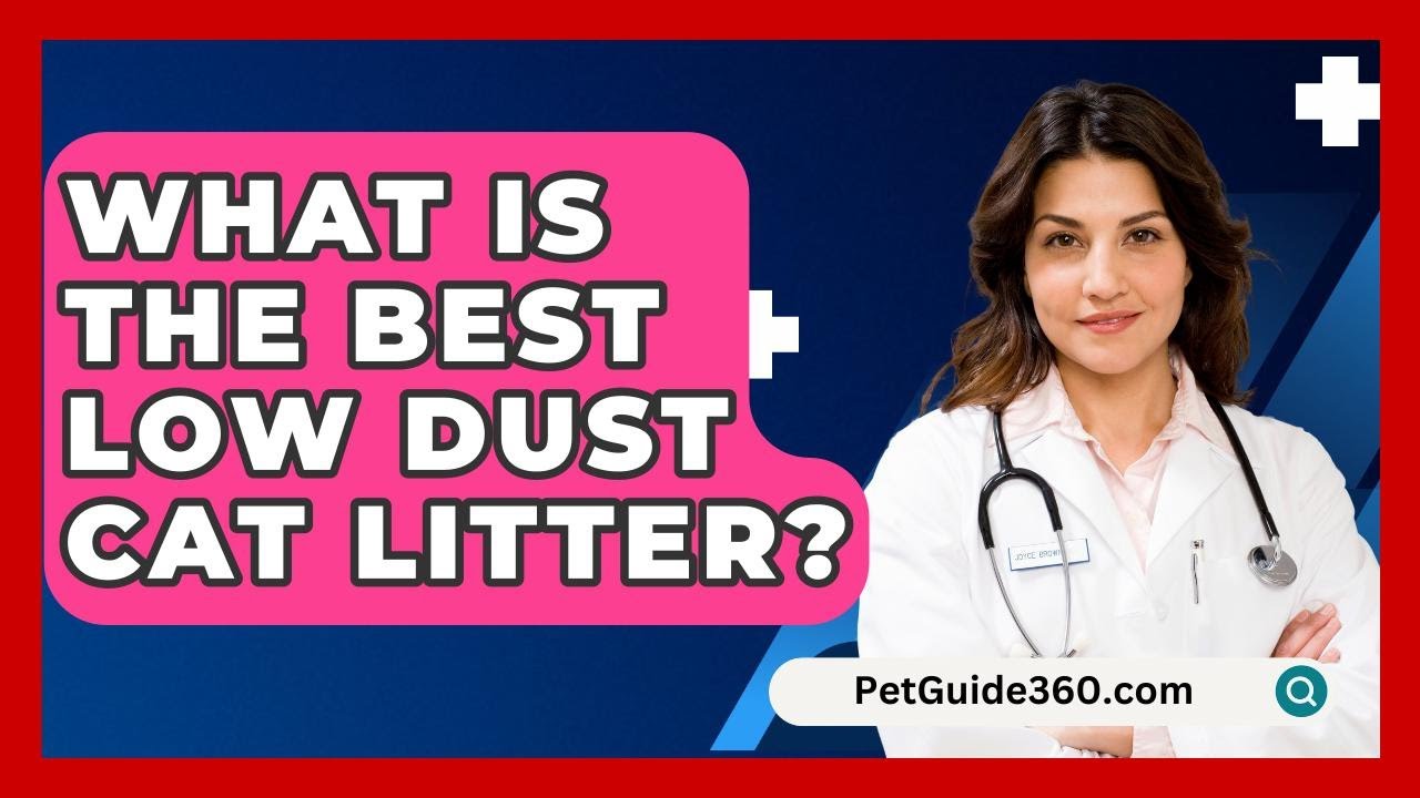 What Is The Best Low Dust Cat Litter? - PetGuide360.com