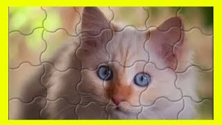 Kedi puzzle! Evcil Hayvan Puzzle Zeka Oyunları  Yapboz | Kedi yapboz | Minibon Tv screenshot 3