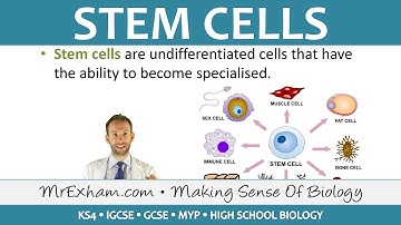 Stem Cells - GCSE Biology (9-1)
