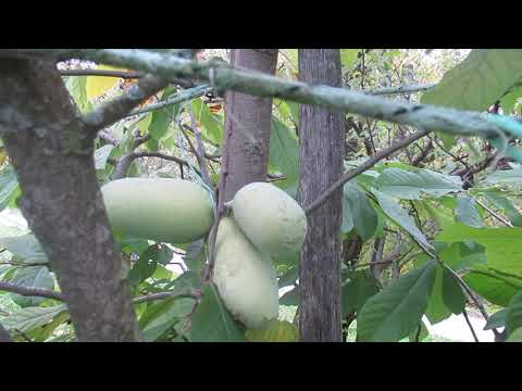 Video: Fruit Trees Pawpaw - Spoznajte različne sorte Pawpaw Tree