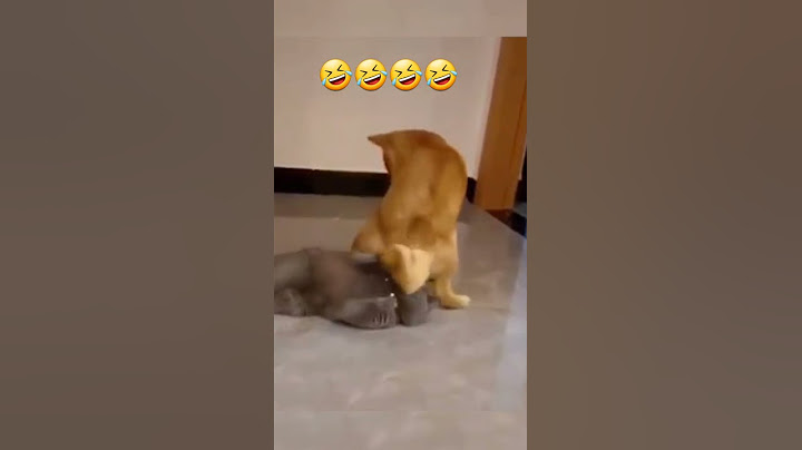 cachorro e gato engraçado peido na cara kkkkk 🤣🤣🤣🤣🤣#short