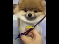 This Dog Got the Cutest Makeover Ever🐶✨