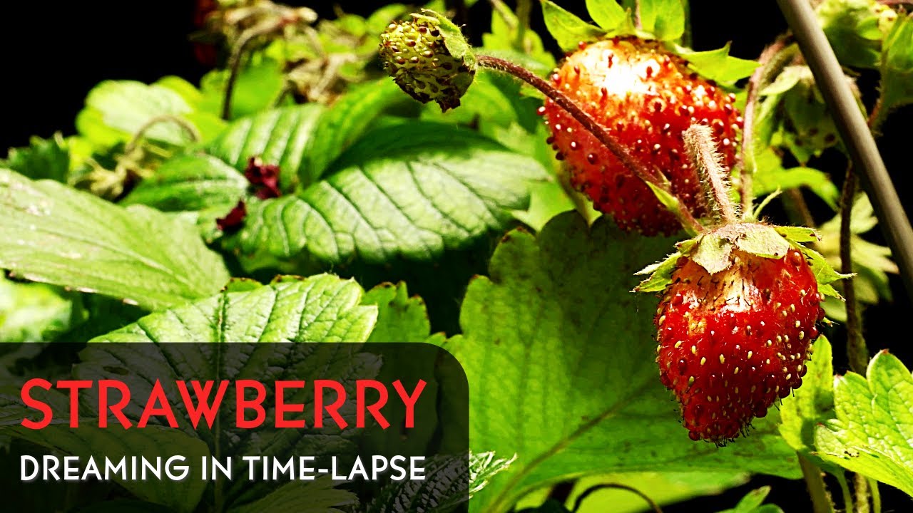 Strawberries Growing and Ripening Daily Timelapse Clip YouTube