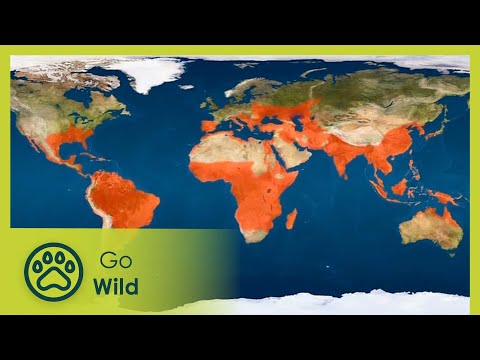 Climate Change Bug - Go Wild