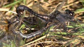 Download Lagu bangor MP3