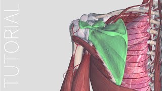 Home & Reset - Complete Anatomy