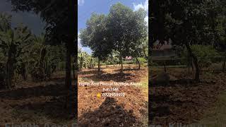Eighth Acre Plots at Muthiga, Kikuyu for Ksh 7.5M (negotiable) 🤙 0722938972 #primeplots #kikuyuPlots