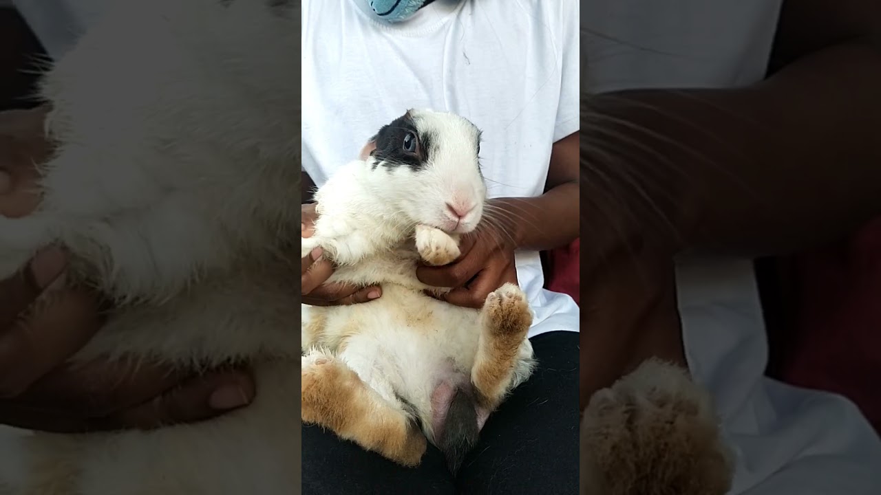 MENTE MÀ 🐰🐰🐰🐰🐰 