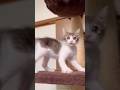 子猫が子猿になった理由がこちらです…笑