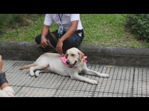 Tailandia dispone de una unidad canina que detectar el covid con el olfato