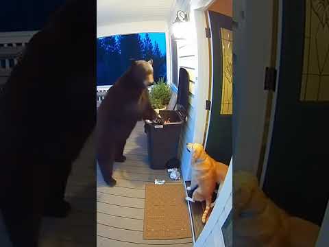 Amazing Part367 Amazing Incredible Unbelievable Awesome MindBlowing Fantastic 