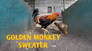 Golden Monkey Sweaters