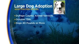 DuPage County hosts special adoption event for big dogs
