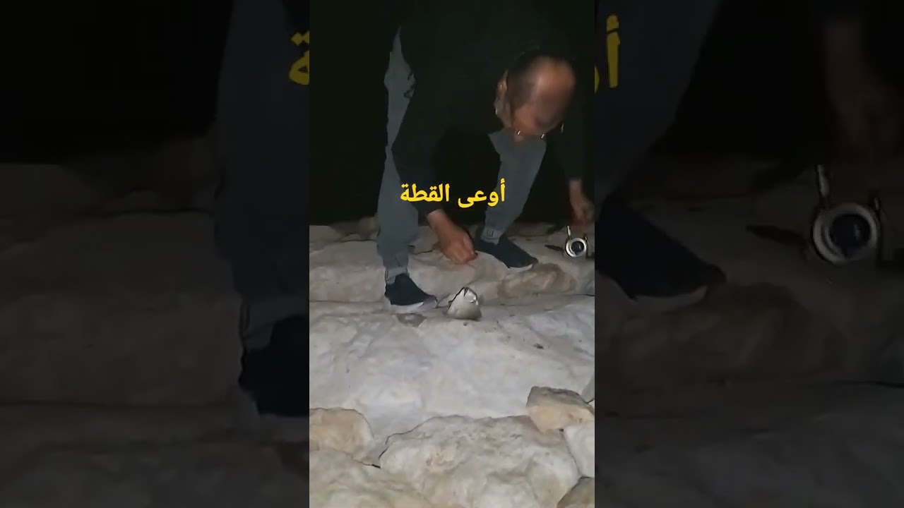 كادت القطة تخطف السمكة التي اصطدتها! | كورنيش الدمام | غراس للصيد